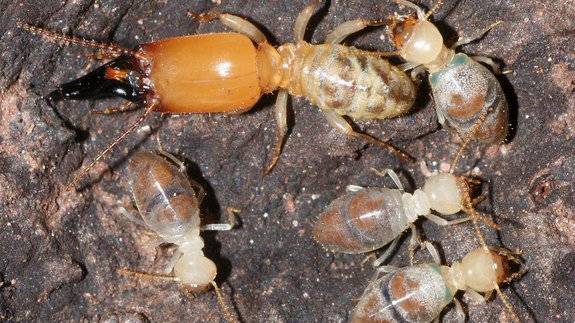 Termites Fight with Toxic Suicide Weapons
