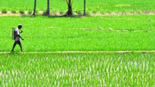 Study Links Kidney Disease in Sri Lanka’s Farm Belt to Agrochemicals