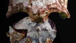 Oldest Bones from Modern Humans Discovered