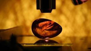 Scientists find the oldest bugs trapped in amber in Italy