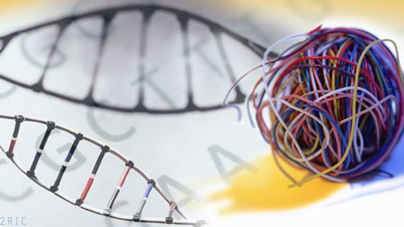 Far From ‘Junk’, Bits of Mystery DNA Play Crucial Role