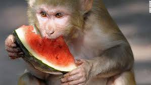 Restricting Calories Does Not Necessarily Extend Monkeys’ Lives