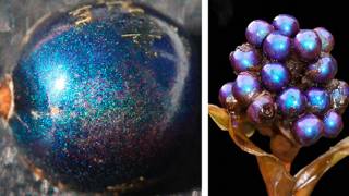 The World’s Shiniest Living Thing