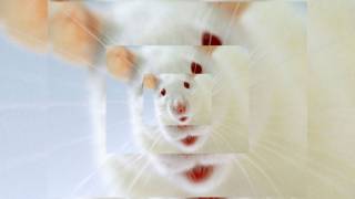 Neuroscientists successfully control the dreams of rats. Could humans be next?