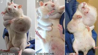 Cancer row over GM foods as study says it did THIS to rats... and can cause organ damage and early death in humans