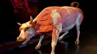 Animals Inside Out: An Educational Exhibit, If You Can Stomach It