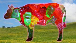 Sugar rush for cows as gummy worms replace costly corn feed