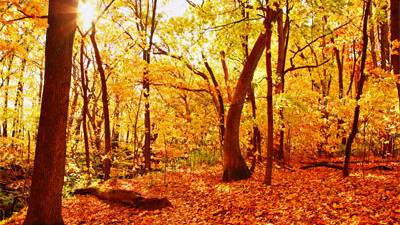 Why Does Fall/Autumn Have Two Names?