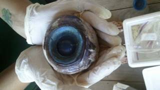 Giant ’mystery eyeball’ discovered on beach