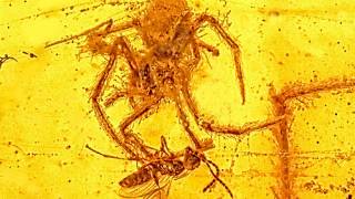 A 100-Million-Year-Old Spider Attacking A Wasp