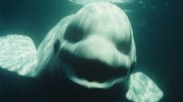 Male Beluga Whale Mimics Human Voice