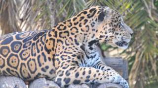 Brazil Embarks on Cloning of Wild Animals