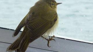 Mysterious deaths of thousands of migrating birds lost at sea