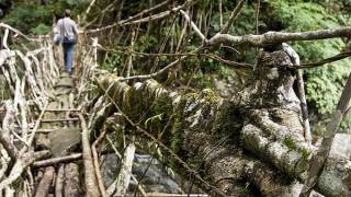 Exploring the amazing and beautiful living bridges of India