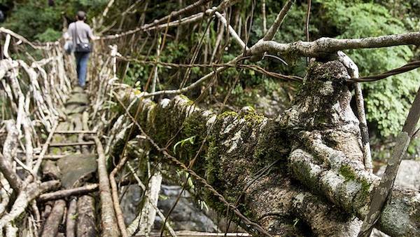 Exploring the amazing and beautiful living bridges of India