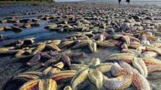 Mystery as 50,000 dead starfish wash ashore in Ireland