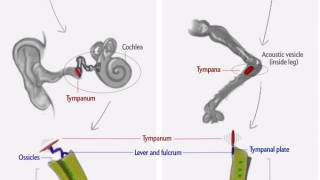 Bug-Eared: Human and Insect Ears Share Similar Structures