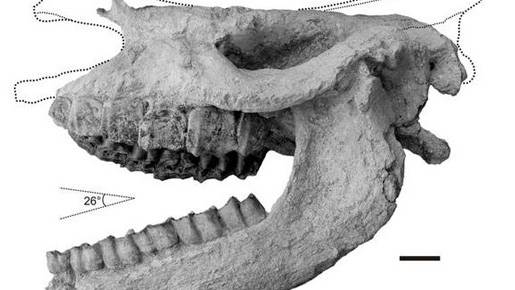 Rhino ’Cooked to Death’ 9 Million Years Ago, Fossil Reveals