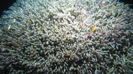 James Cameron expedition finds weird deep-sea life