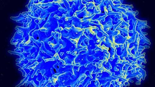 In breakthrough, patients’ immune systems attack cancer cells