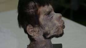 Shrunken Head DNA Proves Horrific Folklore True