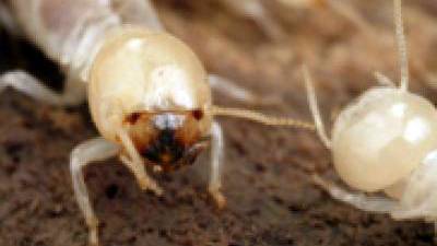 Using insects to search for gold