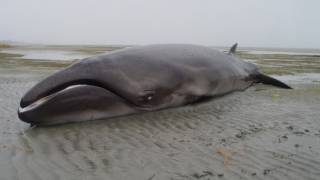 Found: Whale Thought Extinct for 2 Million Years