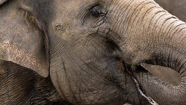 Elephants survive deadly Siberian cold by drinking vodka