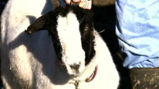 Mystery animal attacking livestock, removing ears