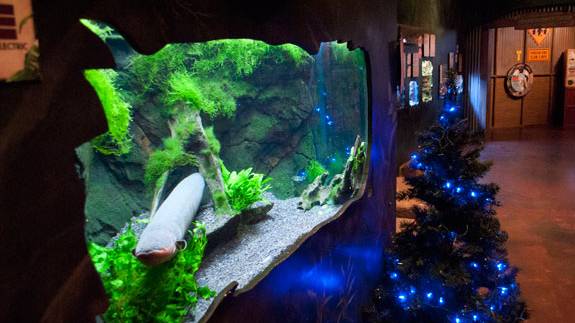 A Twinkling Christmas Tree, Powered by…an Electric Eel?