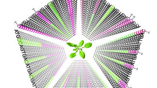 Are genes our destiny? ’Hidden’ code in DNA evolves more rapidly than genetic code