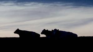 Serial cow killers baffle French farmers