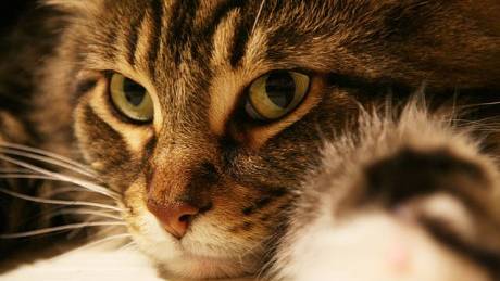 “Guard cats” in public service