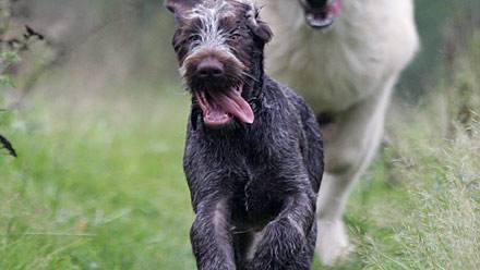 Starchy diet may have transformed wolves to dogs