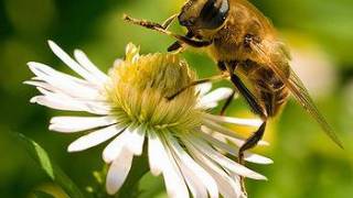 EU Prepares to Ban Three Pesticides Harmful to Bees