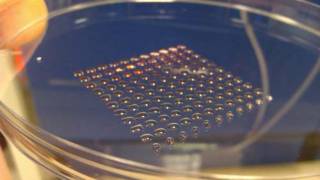 A 3D Printer That Generates Human Embryonic Stem Cells