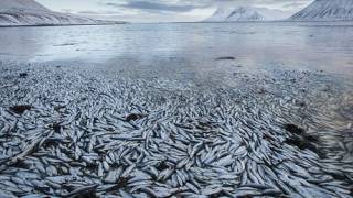 Herring Apocalypse: Fish worth millions in exports die in Icelandic lake after building work suffocates them