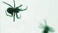 Freaky phenomenon shows hundreds of spiders hanging in midair in Brazil