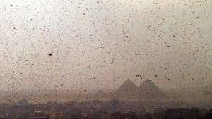 With Passover Approaching, a Plague of Locusts Descends Upon Egypt