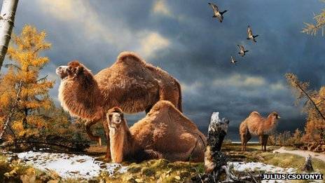 Giant camel fossil found in Arctic