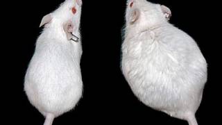 Deleting Obesity Gene in Mice Eliminates Obesity, Might Work for Humans