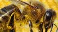 Bee venom may kill HIV