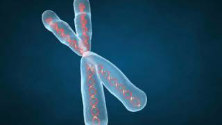 Human chromosome much older than previously thought