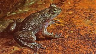 Frog That Gives Birth Through Mouth to be Brought Back From Extinction