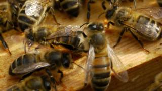 Pesticide makes bees forget the scent for food, new study finds