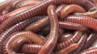 Eco-Madness: As Earthworms Are Blamed For “Global Warming”, Ecologists Suggest Killing Polar Bears