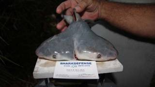 Two-Headed Bull Shark Confirmed Rarest in the World