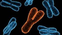 Men’s sex chromosome is doomed?