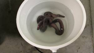 Hagfish Slime Could Become Future Eco-Friendly Clothes