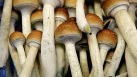 First magic mushroom depression trial hits stumbling block